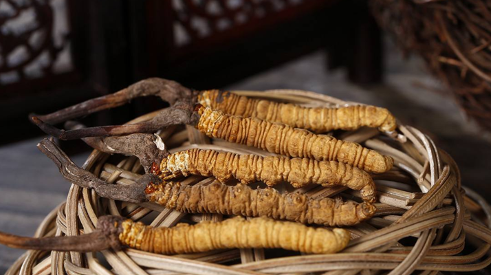 冬蟲夏草煲湯怎么煲好喝？營養(yǎng)與口感雙優(yōu)的實(shí)用指南