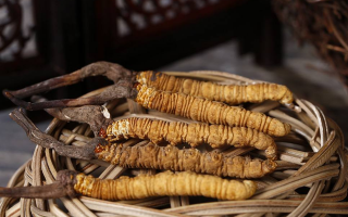 冬蟲夏草煲湯怎么煲好喝？營養(yǎng)與口感雙優(yōu)的實(shí)用指南