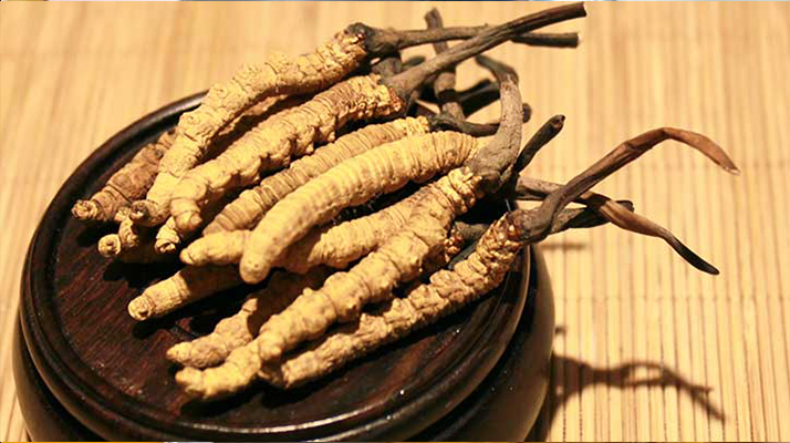 剛挖采的冬蟲夏草怎么辦？科學(xué)處理與儲存指南