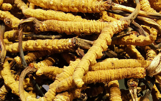 紫河車與冬蟲夏草的區(qū)別：來源、功效及適用場景解析