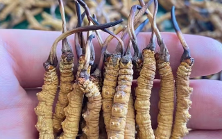 冬蟲(chóng)夏草怎么辨別真假？6 個(gè)實(shí)用鑒別方法