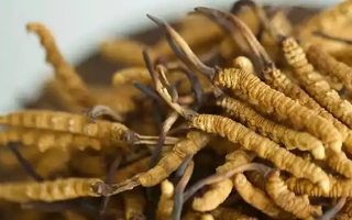 冬蟲(chóng)夏草搭配需謹(jǐn)慎，這些野菜不宜同食