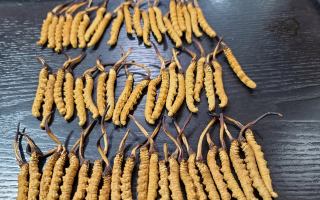 野生冬蟲夏草泡酒比例詳解：掌握黃金配比，泡出滋補(bǔ)好酒