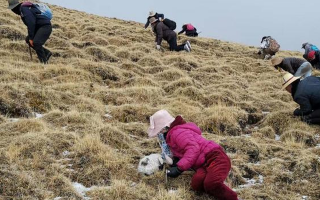 冬蟲夏草采挖看月份！4-7月各產(chǎn)區(qū)差異大，5-6月是“黃金窗口”