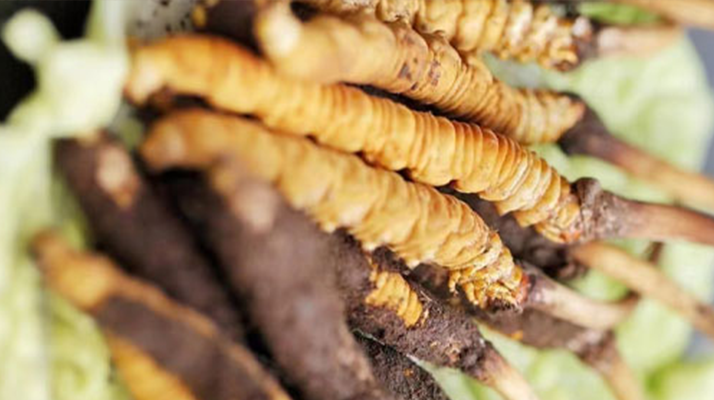 鮮冬蟲夏草泡酒能喝嗎？ 