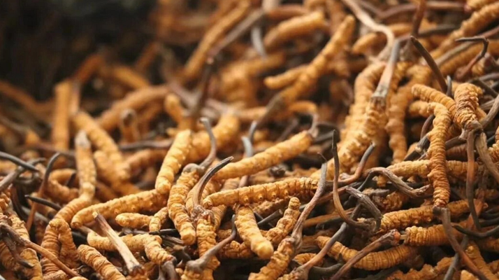 鮮冬蟲夏草有保質(zhì)期嗎？儲存方式與時效全解析