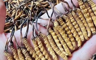 冬蟲夏草治什么病最好用？科學(xué)解讀其輔助調(diào)理作用