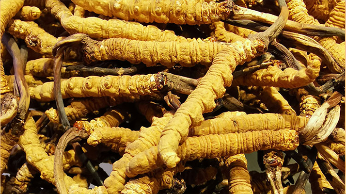 鮮<a href=http://www.cw298.com/jiage/ target=_blank class=infotextkey>冬蟲夏草多少錢</a>一斤 