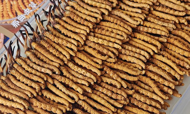 斷的冬蟲夏草：效果是否打折？科學(xué)解讀與實用建議