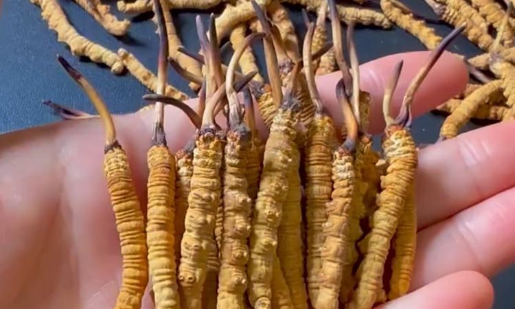 真假冬蟲(chóng)夏草怎么辨別 