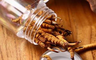 冬蟲夏草多少錢一條？2025 年單條價格換算與選購攻略