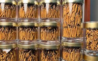 正宗冬蟲夏草能 “治” 哪些病？科學(xué)認(rèn)知其輔助調(diào)理作用