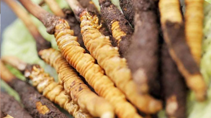 鮮冬蟲夏草哪里產(chǎn)地好些