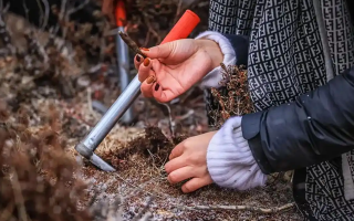 山上認(rèn)冬蟲(chóng)夏草：從環(huán)境到細(xì)節(jié)，4 步避開(kāi) “偽蟲(chóng)草”