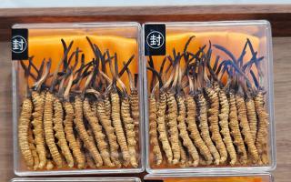 冬蟲夏草現(xiàn)在多少錢一克？2025 年克價揭秘，差價達 5 倍