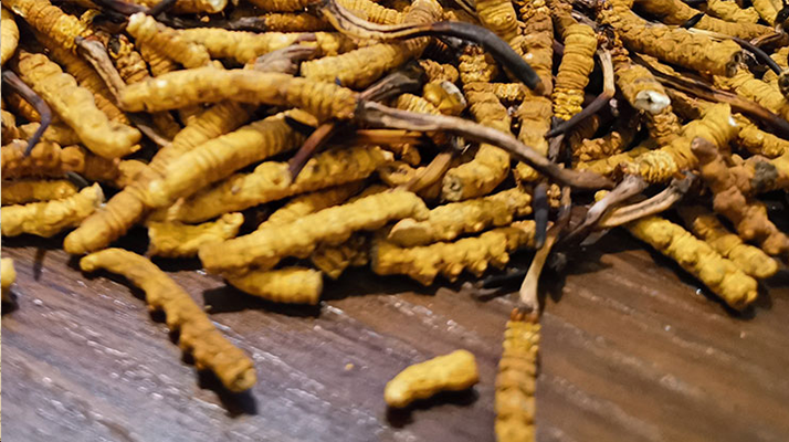 2025 年干<a href=http://www.cw298.com/jiage/ target=_blank class=infotextkey>冬蟲夏草價格</a>指南