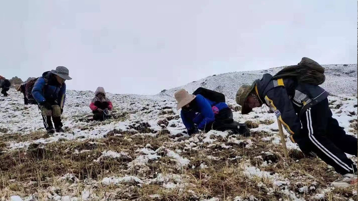 冬蟲(chóng)夏草:探尋其核心產(chǎn)地的奧秘