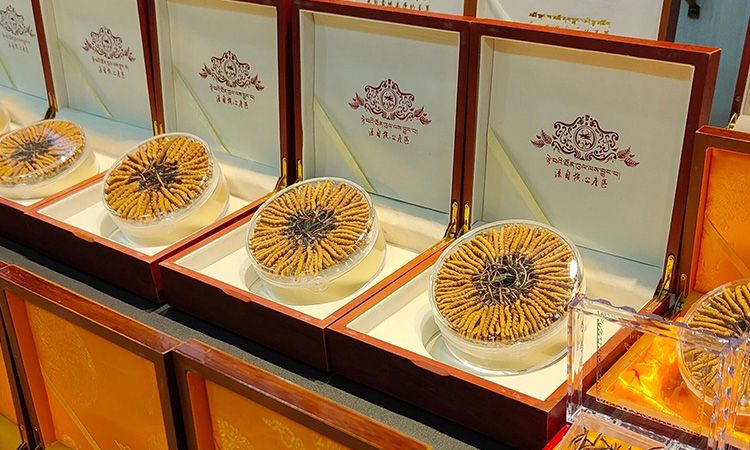 冬蟲(chóng)夏草真假鑒別