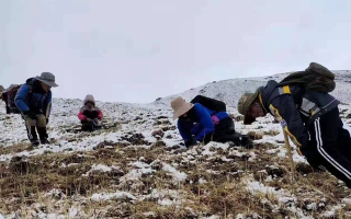 冬蟲夏草：探尋其核心產(chǎn)地的奧秘