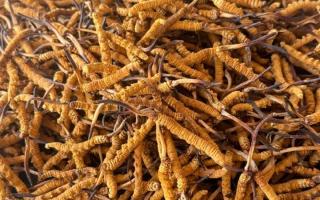 冬蟲夏草專業(yè)存放指南：這樣存，品質(zhì)不打折