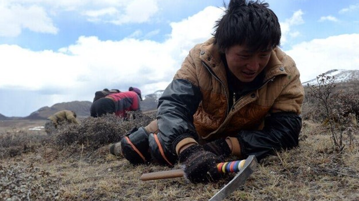 那曲<a href=http://www.cw298.com/sdph/wacr/ target=_blank class=infotextkey>挖草人</a>阿旺的蟲草采摘時(shí)間表 