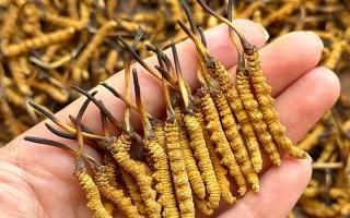 冬蟲夏草專家詳解：不同形態(tài)蟲草的保存方法與時(shí)限，避免營(yíng)養(yǎng)白白流失