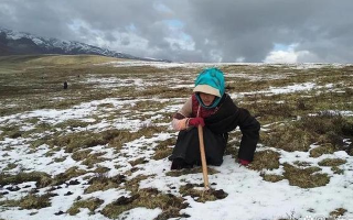 冬蟲夏草專家解讀：哪里的冬蟲夏草品質(zhì)最優(yōu)？