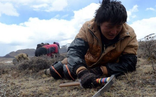 那曲挖草人阿旺的蟲草采摘時間表：跟著草原節(jié)氣走，不錯過每根好蟲草