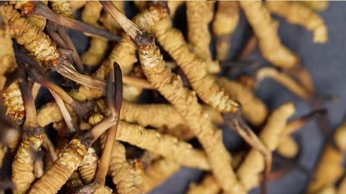 野生<a href=http://www.cw298.com/jiage/ target=_blank class=infotextkey>冬蟲夏草多少錢</a>一斤 