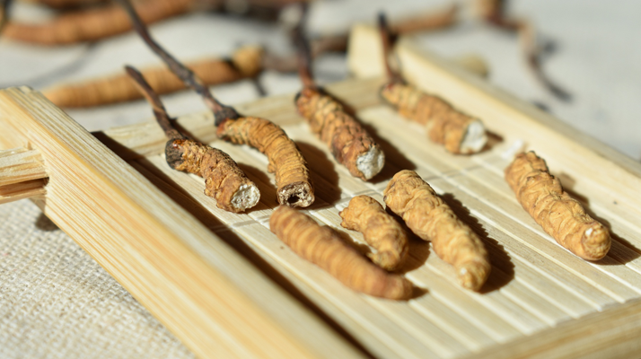 斷的<a href=http://www.cw298.com/ target=_blank class=infotextkey>冬蟲夏草</a>一克啥價(jià) 