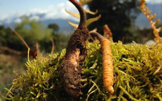 野生冬蟲(chóng)夏草長(zhǎng)什么樣？我跟你嘮嘮-西藏那曲蟲(chóng)草網(wǎng)