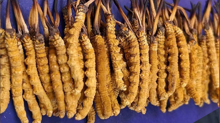 挖了三十年蟲草，這些采摘的苦，沒經(jīng)歷過的人真不懂