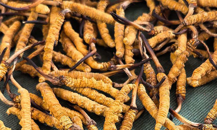 燉了二十年蟲草湯，這口感我太熟了，跟你細(xì)細(xì)說