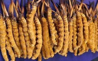 挖了三十年蟲草，這些采摘的苦，沒經(jīng)歷過的人真不懂