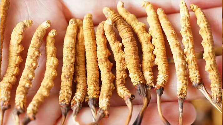 冬蟲夏草最佳購買時間：選對時機，兼顧品質(zhì)與性價比