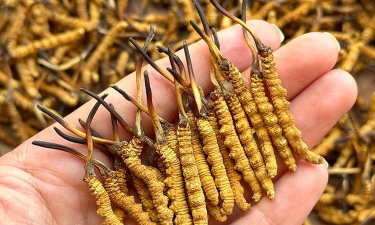 冬蟲夏草保存時(shí)長(zhǎng)：專家解析關(guān)鍵影響因素與期限界定