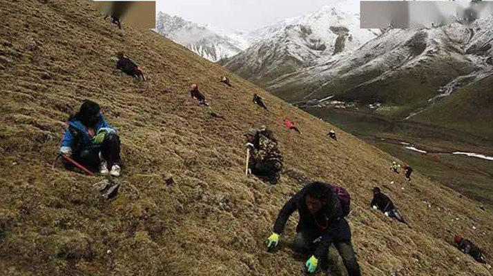 外地人能到蟲草產(chǎn)區(qū)采挖蟲草嗎？