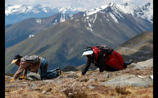 冬蟲夏草采挖安全與生態(tài)保護(hù)口袋卡