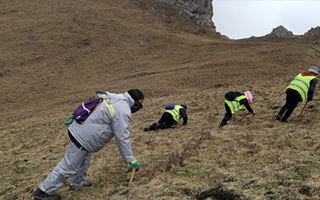 非法采挖蟲草的常見誤區(qū)、合規(guī)清單、采集證辦理流程與價值鑒定要點
