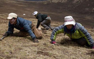 采挖冬蟲夏草危險(xiǎn)嗎？安全嗎？