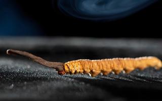 關(guān)于冬蟲(chóng)夏草市場(chǎng)的最新研究報(bào)告有哪些？-西藏那曲蟲(chóng)草網(wǎng)