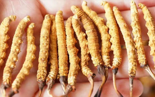 四歲寶寶能吃冬蟲(chóng)夏草嗎？藏農(nóng)神草：科學(xué)滋養(yǎng)，守護(hù)孩童成長(zhǎng)元?dú)?西藏那曲蟲(chóng)草網(wǎng)