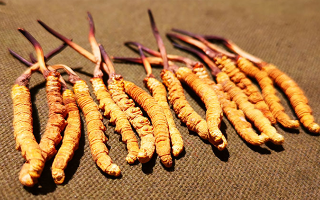 權(quán)威解讀：冬蟲夏草燉雞湯，藏域滋養(yǎng)與家常美味的雙向奔赴