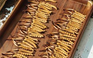 冬蟲夏草現(xiàn)在不值錢了嗎？2026年市場真相揭秘