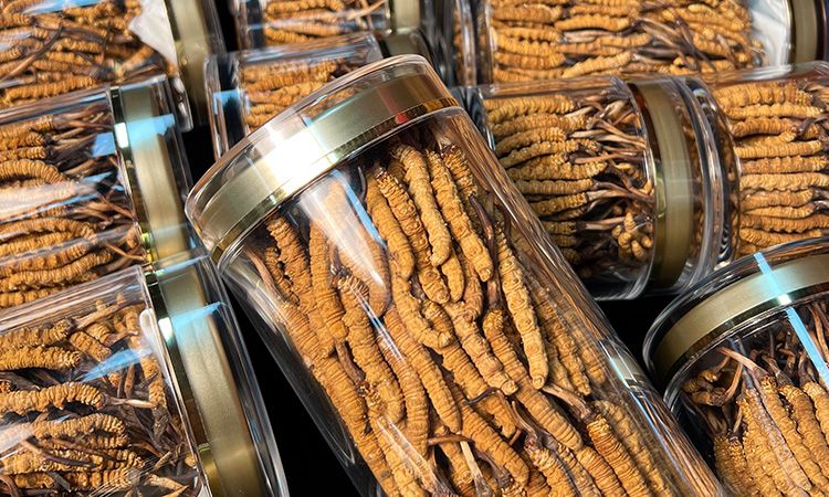 揭秘適合冬蟲夏草生長的環(huán)境