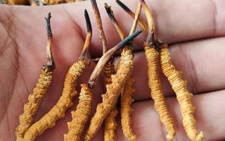 冬蟲夏草正確保存方法，西藏那曲蟲草網(wǎng)教你鎖住雪域滋養(yǎng)不流失