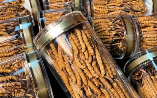 揭秘適合冬蟲夏草生長的環(huán)境，西藏那曲蟲草網(wǎng)解讀雪域孕育密碼