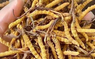 2026冬蟲夏草十大品牌排名，那曲源頭品牌引領(lǐng)行業(yè)標(biāo)桿