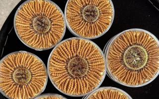 正宗那曲冬蟲夏草其實很便宜，打破高價迷局，回歸價值本質(zhì)