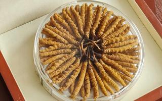 冬蟲夏草不養(yǎng)生會怎么樣？正視滋養(yǎng)價值，規(guī)避認(rèn)知誤區(qū)